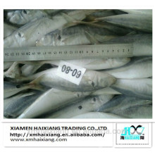 Frozen horse mackerel price